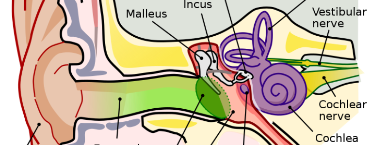 Anatomy_of_the_Human_Ear.svg