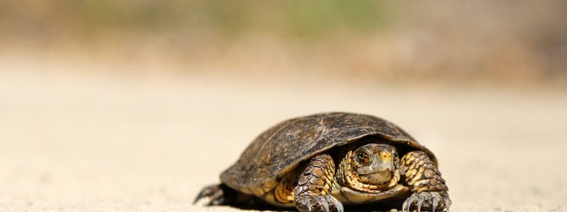 slow2 Photo by Nick Abrams on Unsplash